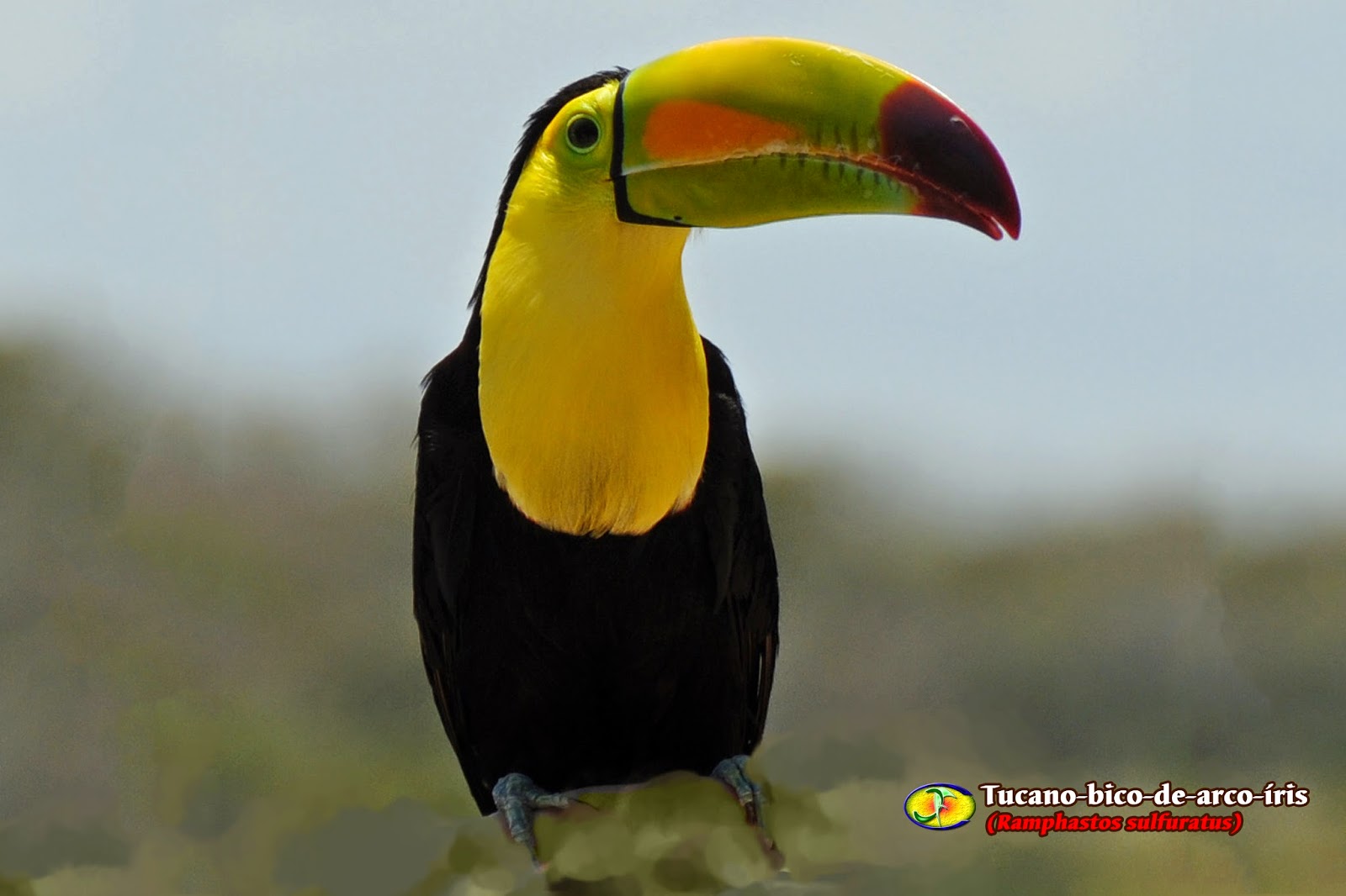 Zoologia Tucanobicodearcoíris (Ramphastos sulfuratus)
